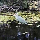 Romantische Seerundfahrt zum Neustrelitzer Amazonas